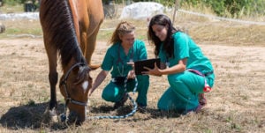 two females in scrubs looking at horse