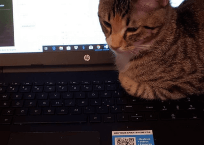 cat sitting on computer keyboard