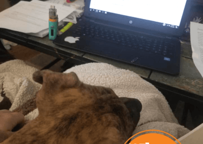 dog in front of laptop computer